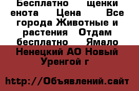 Бесплатно !!! щенки енота!! › Цена ­ 1 - Все города Животные и растения » Отдам бесплатно   . Ямало-Ненецкий АО,Новый Уренгой г.